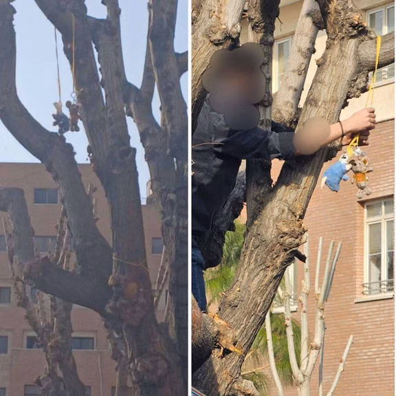 A Basij-affiliated student climbs a tree at Sharif University to remove stuffed rats hung by protesters mocking Supreme Leader Ali Khamenei as “Rat-Ali.”