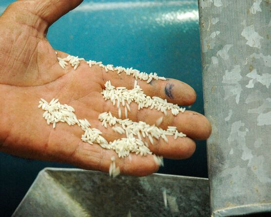 اتحادیه برنجفروشان بابل: میخواهند قیمت برنج داخلی را به کیلویی ۱۰۰ هزار تومان برسانند