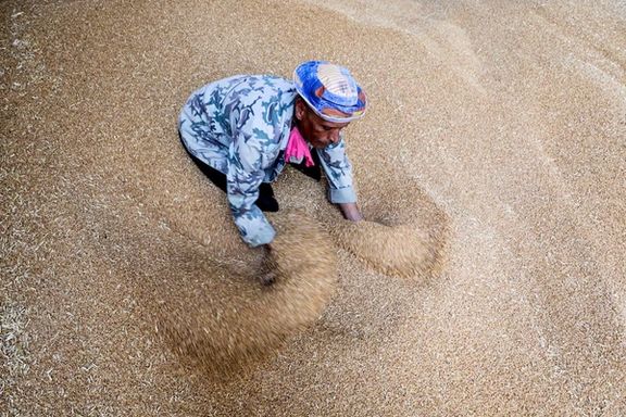 رویترز: مصر در پی بحرانهای منطقهای و افزایش قیمتها، دستور خرید گسترده گندم را صادر کرد