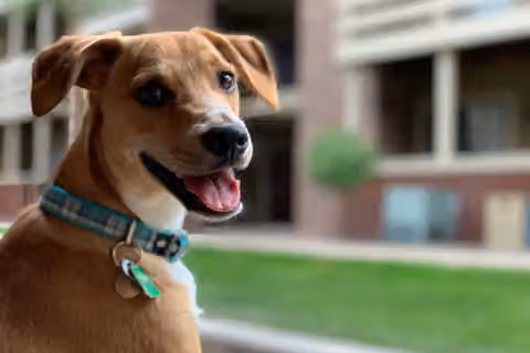 آیا سگها احساسات منفی را در چهره انسان تشخیص میدهند؟