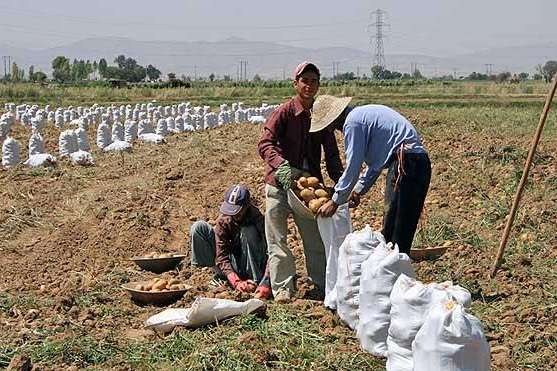 Potato farmers in Iran will suffer from a ban by neighboring countires.