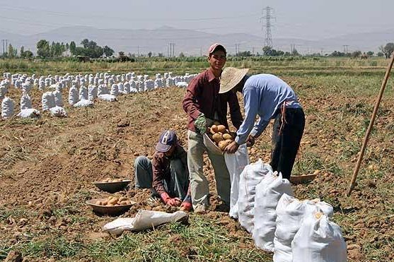 Potato farmers in Iran will suffer from a ban by neighboring countires.