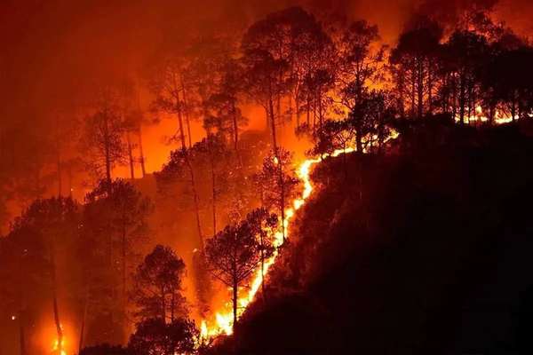 Firefighting efforts have contained weeks-old forest blaze, official says