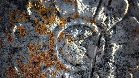 Persepolis monuments are increasingly being damaged by the growth of lichens