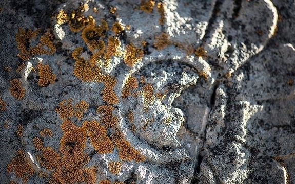 Persepolis monuments are increasingly being damaged by the growth of lichens (undated)