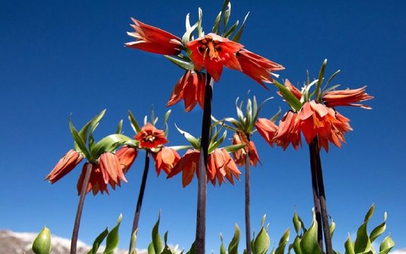 جریمه ۱۰۹ هزار لیری برای کندن گلهای «لاله واژگون» در ترکیه