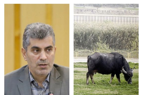 رییس جهاد کشاورزی گیلان: گاومیش دام کم توقعی است باید روی آن سرمایهگذاری شود