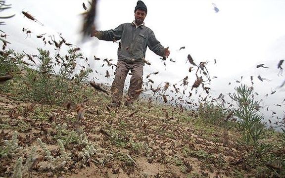 رییس سازمان حفظ نباتات: جمعیت ملخهای بومی در بهار سال آینده افزایش مییابد