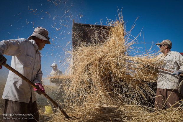وزیر کشاورزی جمهوری اسلامی: از نظر تامین امنیت غذایی در سخت‌ترین شرایط قرار داریم
