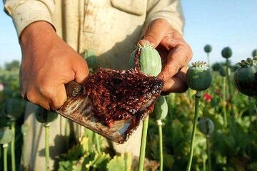 مسؤول إيراني سابق: سعر الأفيون تضاعف خلال عام واحد