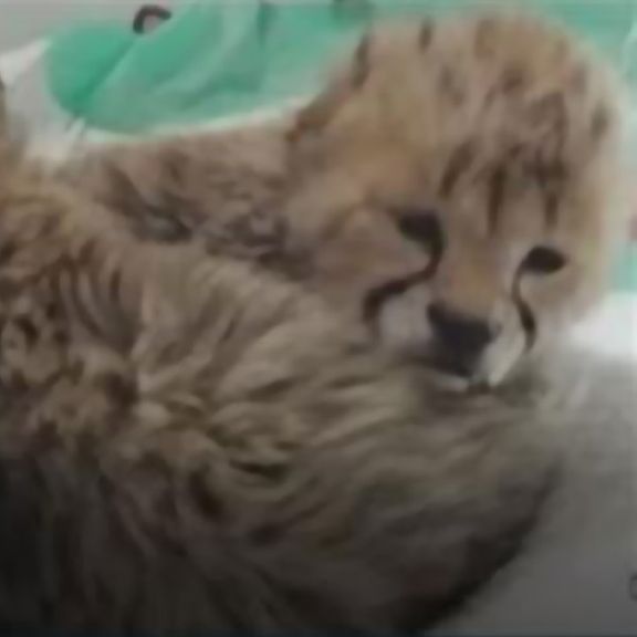 سازمان حفاظت محیط زیست: دومین توله از سه توله یوزپلنگ «ایران» نیز تلف شد