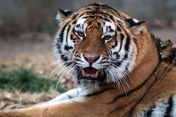 «آفتاب»، پیرترین ببر سیبری ایران، در باغ وحش ارم درگذشت