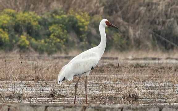 مقام سازمان محیط زیست: نمیتوانیم با قطعیت بگوییم که «امید» نَر است