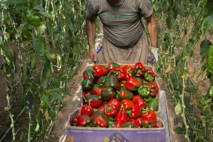 معاون وزیر کشاورزی: یک هیات روسی برای بازدید از مراکز تولید فلفل دلمهای به ایران میآیند