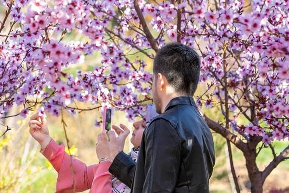 A couple take pictures with blossoms, Tehran, Iran, April 2025