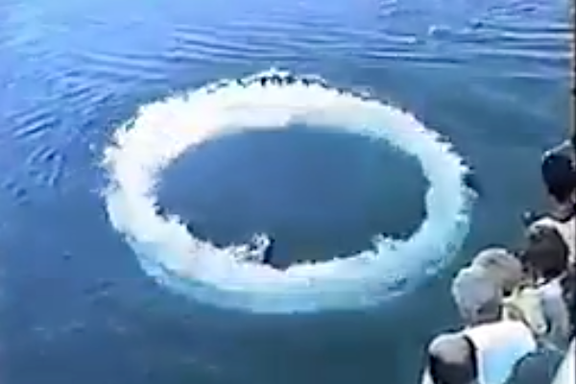 رفتار تازهای از نهنگهای گوژپشت ثبت شد؛ احتمال ارتباط غیرکلامی با انسان