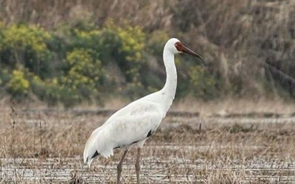 مقام محیط زیست مازندران: پرنده درنای رویا وضعیت خوبی دارد و در مازندران نگهداری میشود