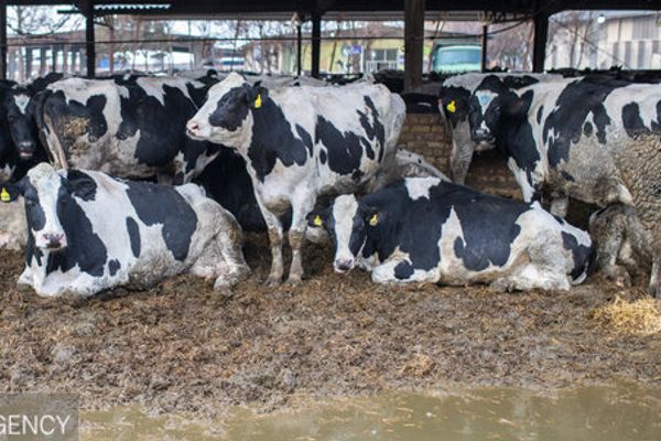 مسؤول إيراني يحذّر من تفشي سلالة جديدة من "الحمى القلاعية" بين المواشي