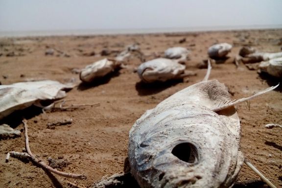 سازمان محیط زیست: طالبان در احیای تالاب هامون همکاری نکند، فاجعه انسانی رخ میدهد