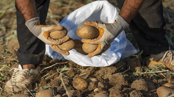 گمرک ایران: برگشت سیبزمینی از ازبکستان به دلیل سموم نبود،حجم خاک دور محصول زیاد بود