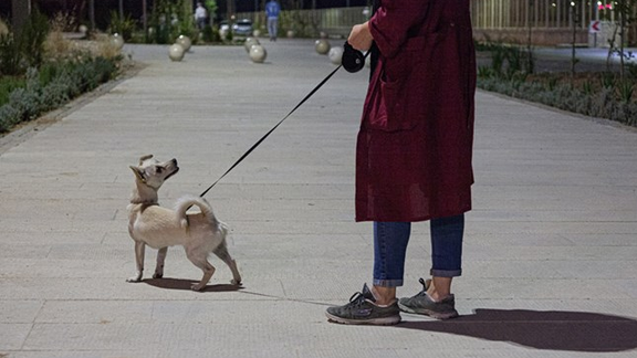 طرح شورای شهر تهران برای جداسازی محل گردش حیوانات خانگی از محل بازی کودکان در پارکها