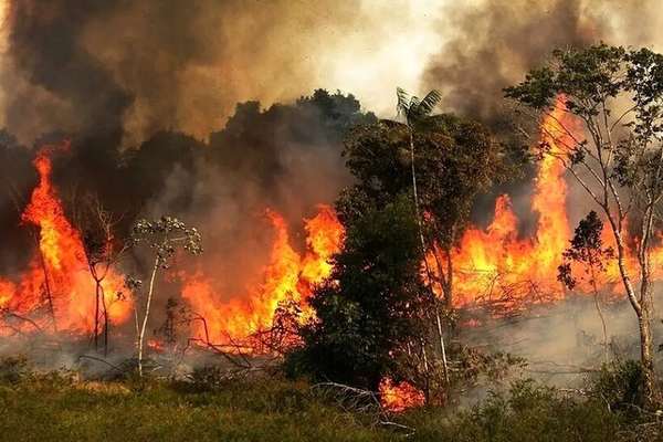 بسبب السياسات الخاطئة.. تحذيرات من زوال غابات زاغروس الإيرانية خلال الأربعين عامًا القادمة