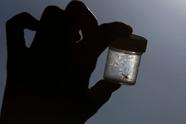 Iran faces new dengue outbreak as Aedes mosquito spreads across southern regions