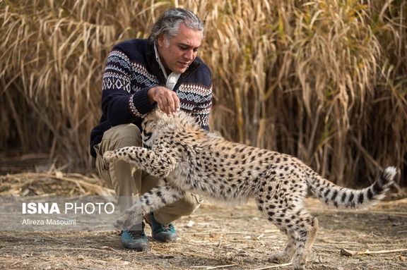 Asiatic cheetah cub Pirouz playing with Alireza Shahrdari, his main caretaker (file photo)