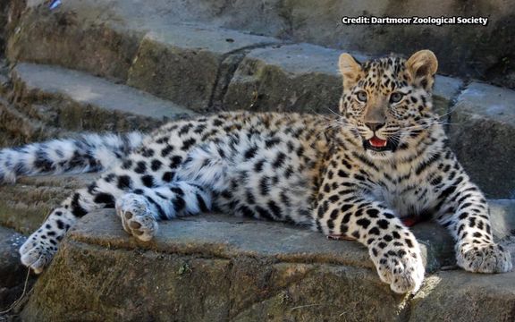 جفتیابی برای یک پلنگ نادر در انگلستان از طریق سایت دوستیابی حیوانات