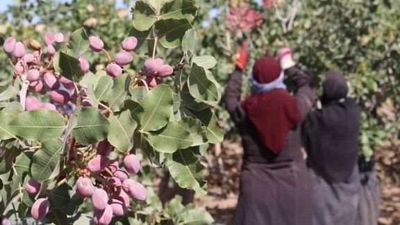 رضایی، فرماندار رفسنجان: تولید پسته رفسنجان بهدلیل قطعی برق، ۴۰ هزار تن کاهش مییابد