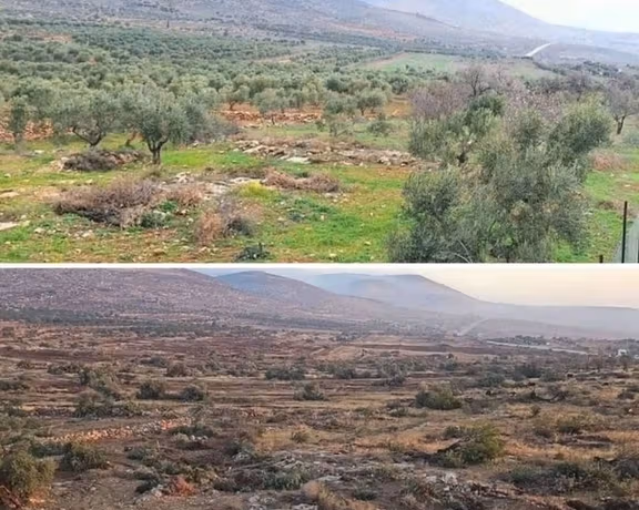 قبل و بعد از ریشهکن کردن درختان زیتون روستای المغیر