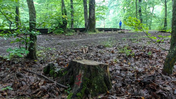 قطع ۴ هزار درخت در جنگل هیرکانی برای ساخت پارکینگ