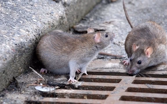 عضو شورای شهر تهران: ضعف مدیریتی موجب شکست تهران در مبارزه با موشها شد