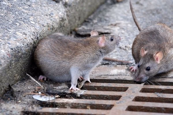 عضو شورای شهر تهران: ضعف مدیریتی موجب شکست تهران در مبارزه با موشها شد