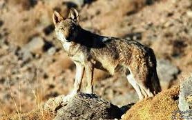 رییس اورژانس علوم پزشکی همدان: سه نفر بر اثر حمله گرگ در همدان مجروح شدند