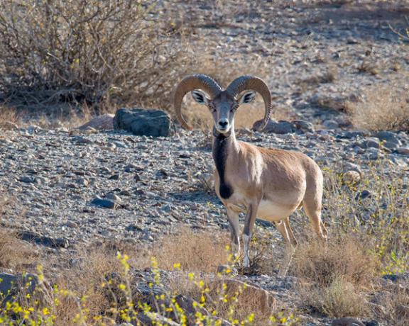 معاون سازمان حفاظت محیط زیست: ۱۷۶ گونه جانوری کشور در وضعیت بحرانی قرار دارند