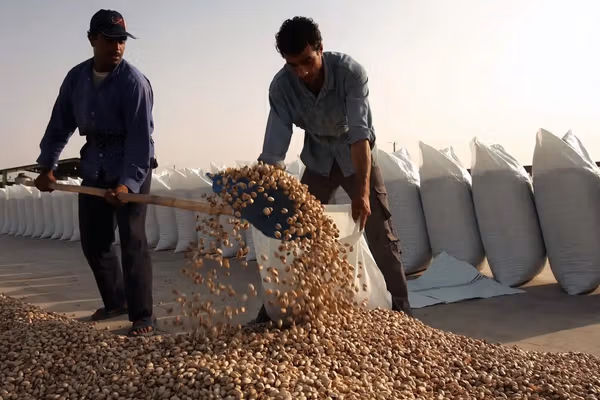 همزمان با رونق «شکلات دبی»، جنگ ایران عرضه پسته را تحت تاثیر قرار داد