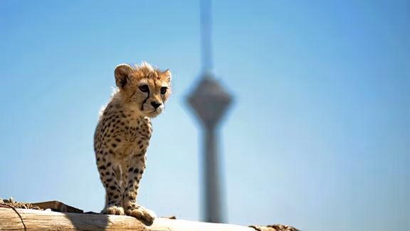 Asiatic cheetah cub Pirouz with Tehran’s Milad tower in the background
