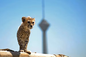 Cheetah Cub’s Death Saddens And Angers Iranians