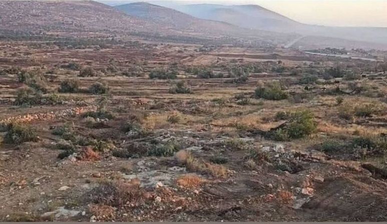 ارتش اسرائیل هزاران درخت زیتون را در روستایی در کرانه باختری ریشه‌کن کرد