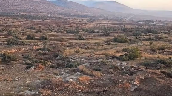 ارتش اسرائیل هزاران درخت زیتون را در روستایی در کرانه باختری ریشهکن کرد