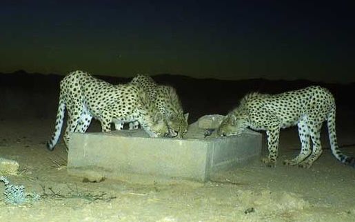 خبرگزاری ایلنا: وجود زالو در آبشخورها از عوامل تلفشدن یوزپلنگهای آسیایی است