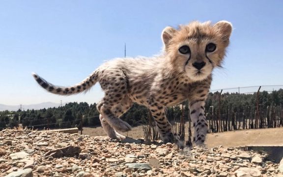 سازمان حفاظت محیطزیست: «پیروز» به صورت دائمی به سایت فضای باز منتقل نشده است