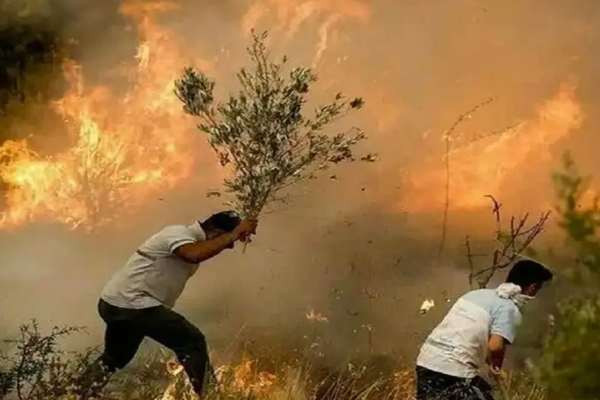 Fires in Iran's protected wildlife area expose governance failures