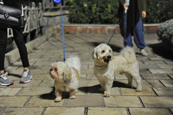 تلاش جمهوری اسلامی برای منع گرداندن سگها در اماکن عمومی به ارومیه رسید