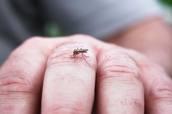 "الصحة" الإيرانية تحذر من وباء بعد إصابة 226 شخصًا بحمى الضنك منذ بداية العام