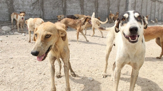 تاوان عشق به حیوان؛ سگ در آثار هدایت، چوبک و ساعدی