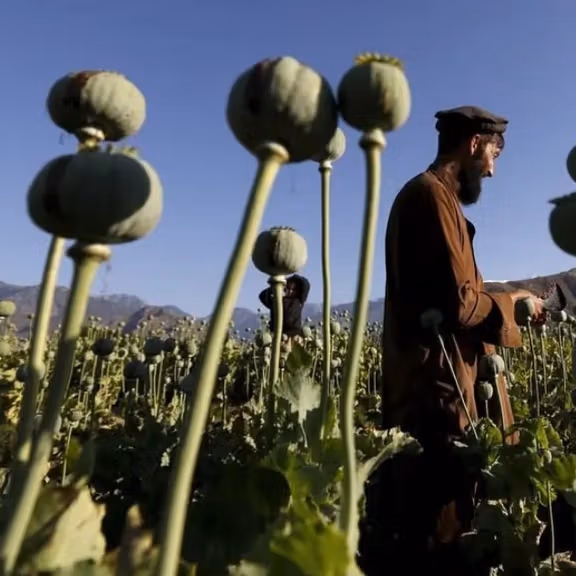 عضو کمیسیون بهداشت مجلس: تلاشها برای واردات قانونی مواد مخدر موفقیتآمیز نبود