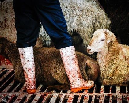 اتحادیه گوشت گوسفندی: به دلیل خشکسالی و کمبود نهاده دامی، دامها بیرویه کشتار میشوند