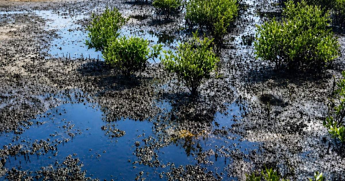 Oil slicks hit Qeshm mangroves and Oman coast in mounting war fallout